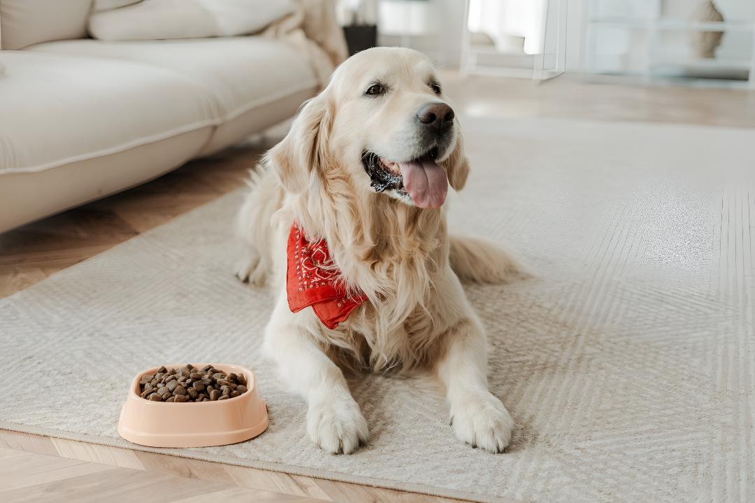 Benefits of Using Quality Pet Feeding Supplies