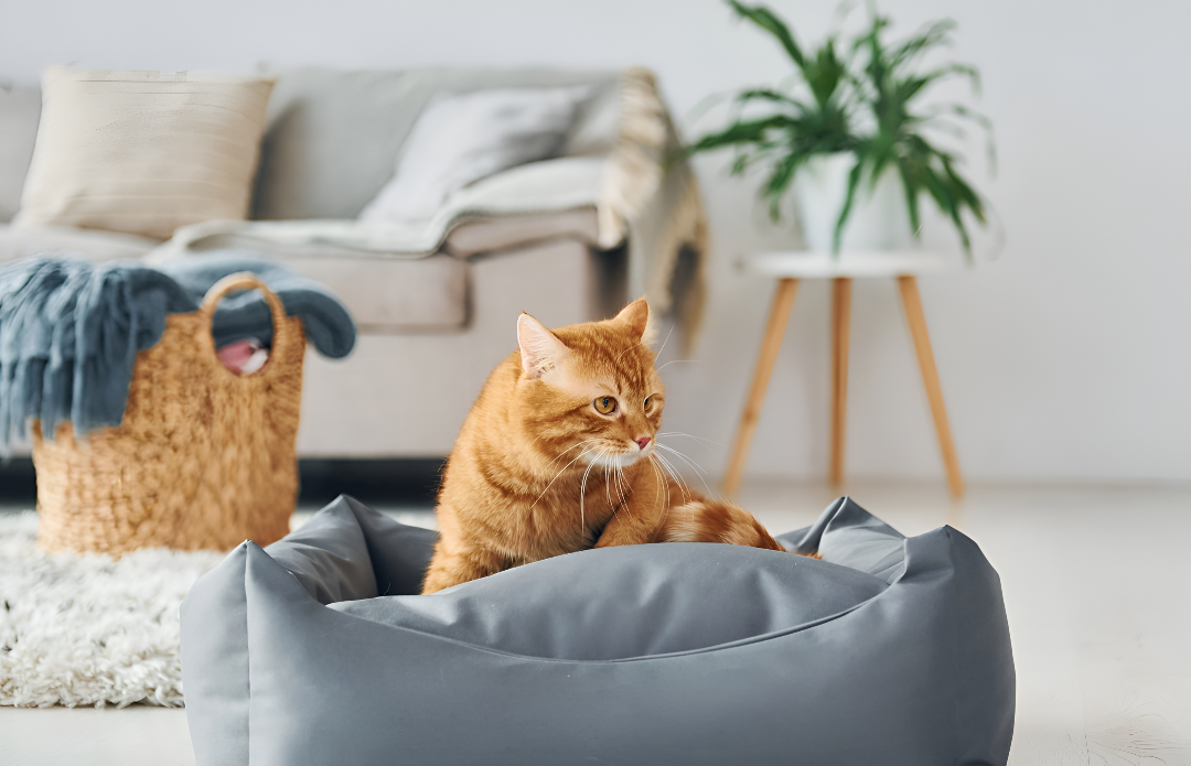 Why Choosing Right Pet Bed