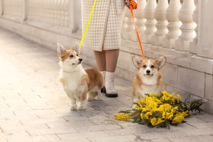 Why Quality Pet Leashes Matter for Every Walk