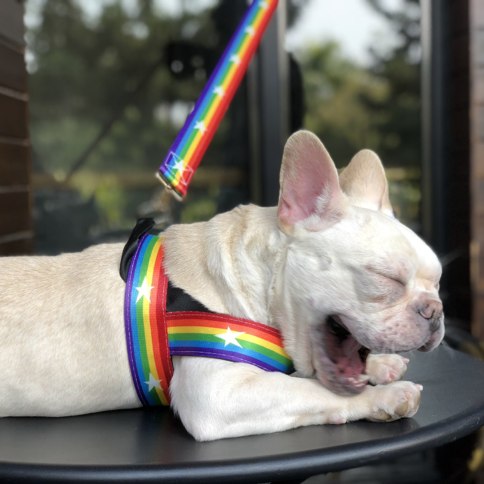 Rainbow Style Cool Pet Chain Leash For Outdoor Use