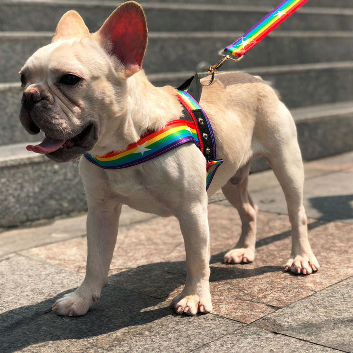 Rainbow Style Cool Pet Chain Leash For Outdoor Use