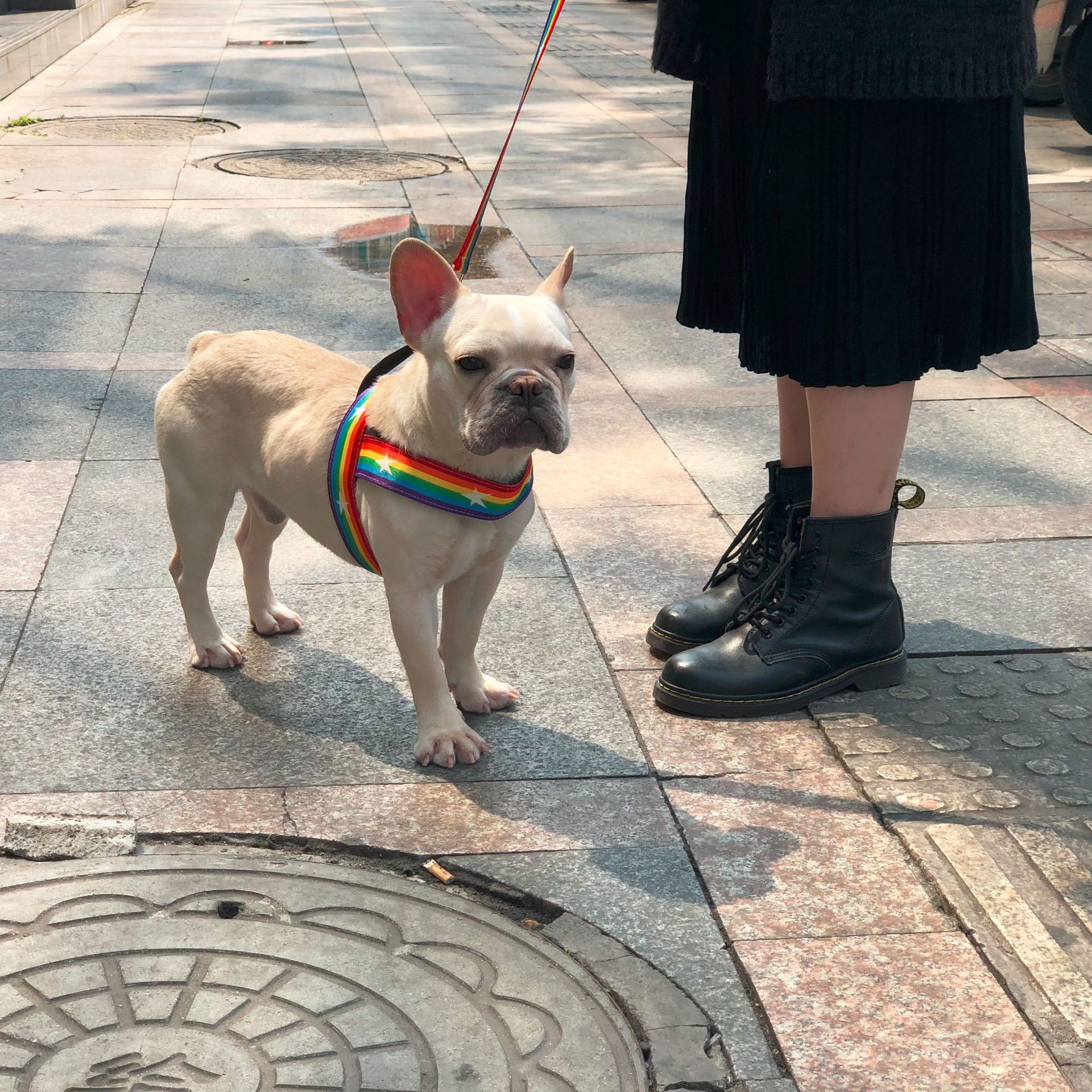 Rainbow Style Cool Pet Chain Leash For Outdoor Use