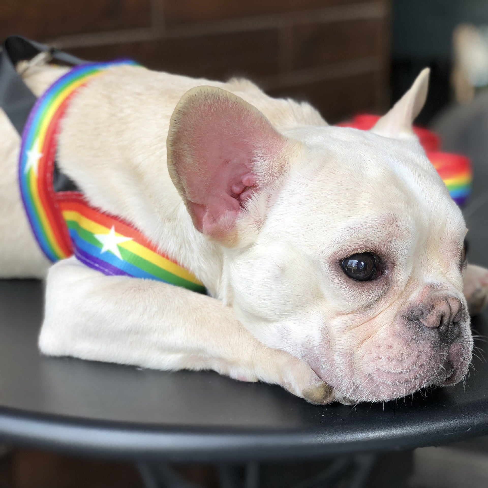 Rainbow Style Cool Pet Chain Leash For Outdoor Use
