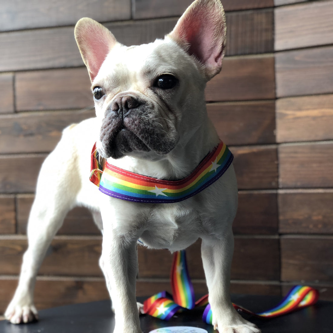 Rainbow Style Cool Pet Chain Leash For Outdoor Use