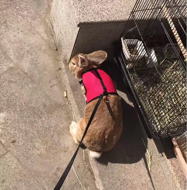 Adjustable Pet Leash For Small Pets And Outdoor Use