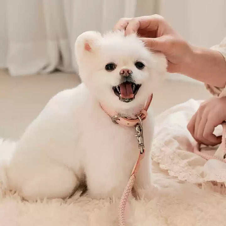 Leather Pet Collar And Handheld Leash For Small Medium Pets
