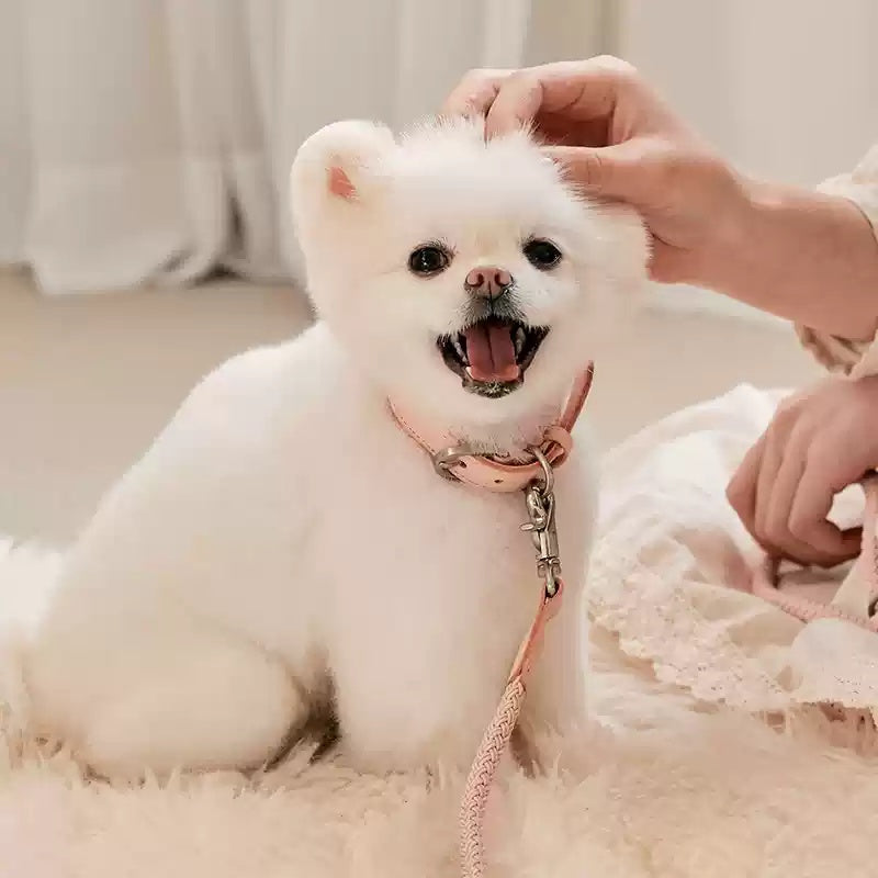 Leather Pet Collar And Handheld Leash For Small Medium Pets