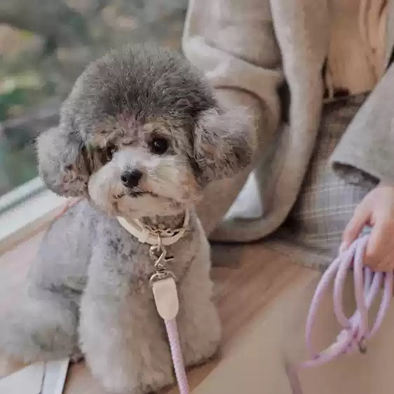 Leather Pet Collar And Handheld Leash For Small Medium Pets