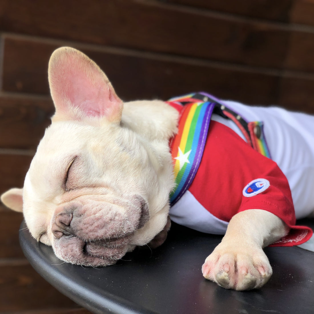 Rainbow Style Cool Pet Chain Leash For Outdoor Use