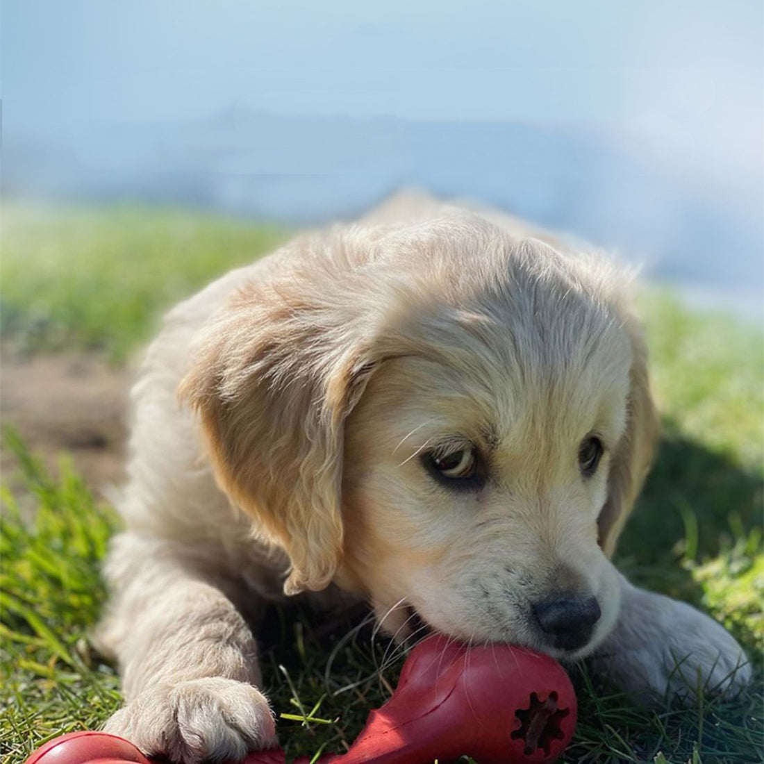 Bite Resistant Rubber Pet Chewing Grinding Toy