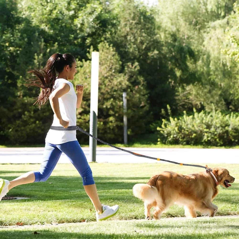 Adjustable Pet Harness And Leash For Jogging Use