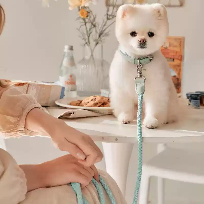 Leather Pet Collar And Handheld Leash For Small Medium Pets