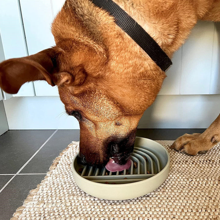Pet Slow Feeding Bowl Simple Fashion Anti Choking Dish