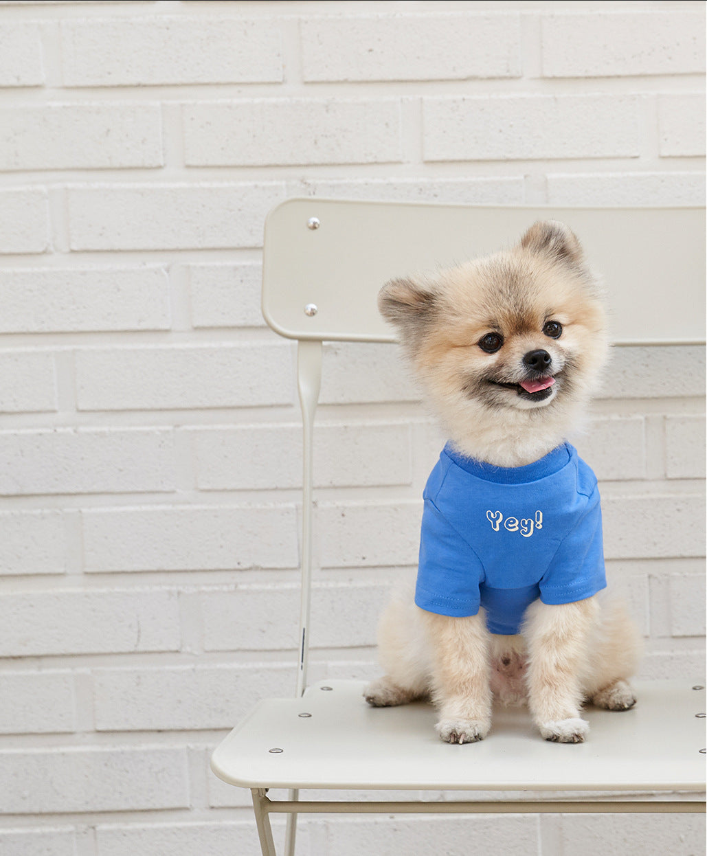 Pet Cotton T-Shirt Short Sleeve Color Print Apparel