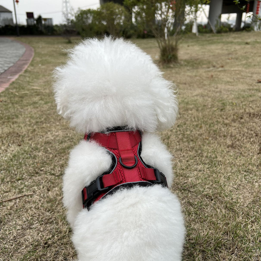 Adjustable Vest Style Pet Leash Anti Escape Design
